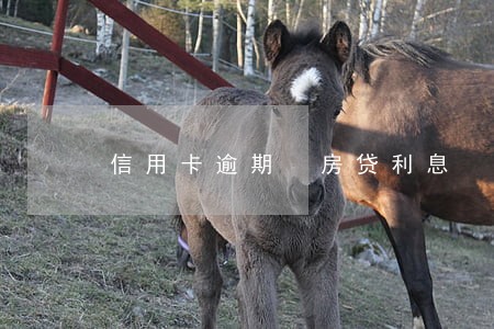 信用卡逾期 房贷利息 信用卡逾期 房贷利息